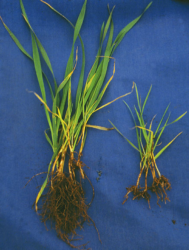 Retarded root growth in a wheat variety susceptible to aluminum toxicity (right), compared to a tolerant variety. For more information, see CIMMYT's Wheat Doctor: http://wheatdoctor.cimmyt.org/index.php?option=com_content&task=view&id=168&Itemid=45&lang=en. Photo credit: Gene Hettel/CIMMYT.